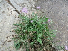 Centaurea stoebe