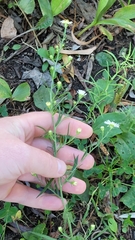 Symphyotrichum pilosum pilosum