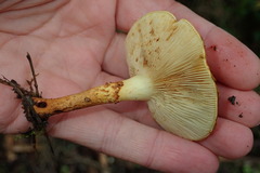 Pholiota lucifera