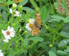 Phyciodes tharos
