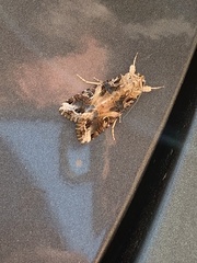 Spodoptera frugiperda