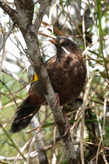 Trochalopteron morrisonianum