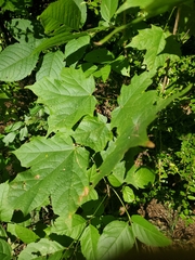 Acer nigrum
