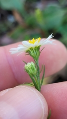 Symphyotrichum pilosum pilosum