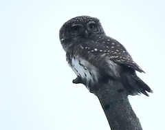 Glaucidium passerinum