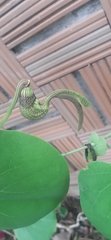 Aristolochia ringens