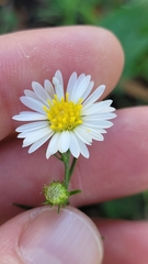 Symphyotrichum pilosum pilosum