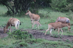 Alcelaphus buselaphus cokii