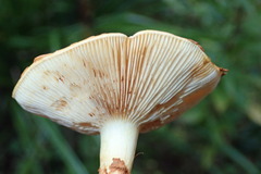 Pholiota lucifera