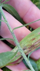 Symphyotrichum pilosum pilosum