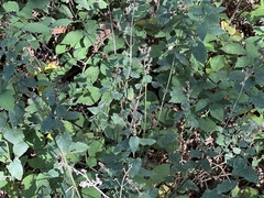 Teucrium scorodonia