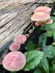 Gymnopilus luteofolius