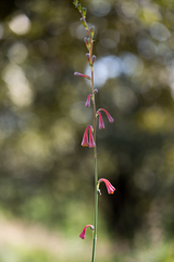 Polianthes zapopanensis