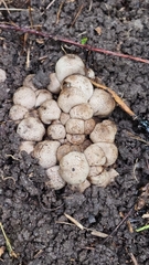 Apioperdon pyriforme