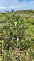 Asparagus lignosus