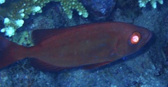 Priacanthus hamrur