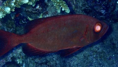 Priacanthus hamrur