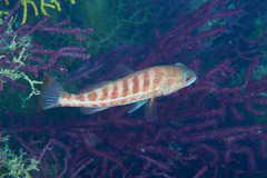 Serranus cabrilla