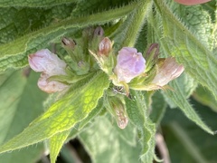 Symphytum × uplandicum