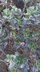 Podalyria sericea