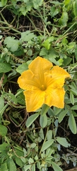 Cucurbita moschata