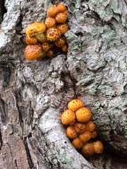 Pholiota aurivella