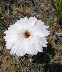 Monsonia speciosa