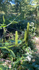 Agastache nepetoides