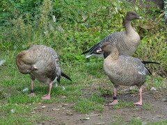 Anser brachyrhynchus