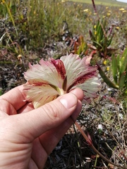 Monsonia speciosa