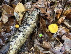 Cortinarius lewisii