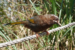 Trochalopteron morrisonianum