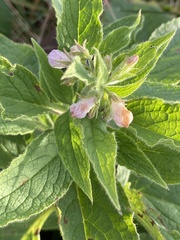 Symphytum × uplandicum