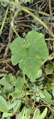 Cucurbita moschata