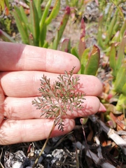 Monsonia speciosa