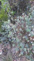 Podalyria sericea