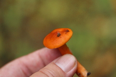 Lactarius aurantiacus