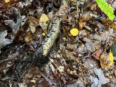 Cortinarius lewisii