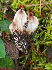 Peltigera didactyla