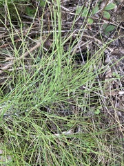 Equisetum arvense