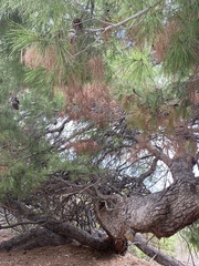 Pinus pinea