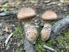 Armillaria