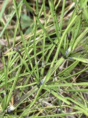 Equisetum arvense