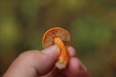 Lactarius aurantiacus