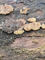 Jackrogersella multiformis