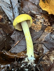 Cortinarius lewisii