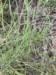 Equisetum arvense