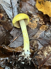 Cortinarius lewisii