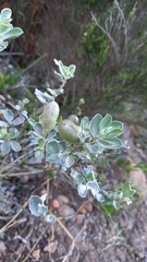 Podalyria sericea