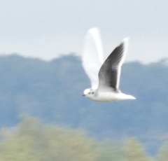 Hydrocoloeus minutus